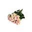 Fresh cream-pink roses "Esperance Pink Cream" | ↕ 60cm | Ø 5.5 per rose | Per 10 roses