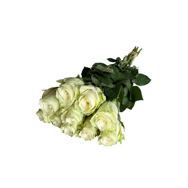 Fresh cream-white roses "Athena Creamy White" | ↕ 60cm | Ø 5.5 cm per rose | Per 10 roses
