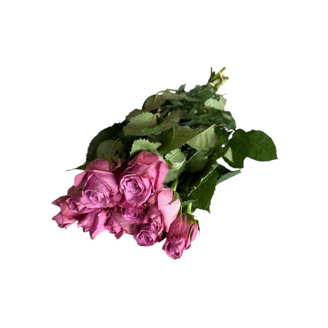 Fresh pink roses "New Orleans Soft Blush Pink" | Ø 5.5 cm per rose | Per 10 roses