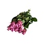 Fresh pink roses "New Orleans Soft Blush Pink" | Ø 5.5 cm per rose | Per 10 roses