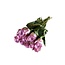 Frische grün-lila Rosen "Samantha's Bridal Green Lilac" | ↕ 60 cm | Ø 4.5 pro Rose | pro 10 Rosen