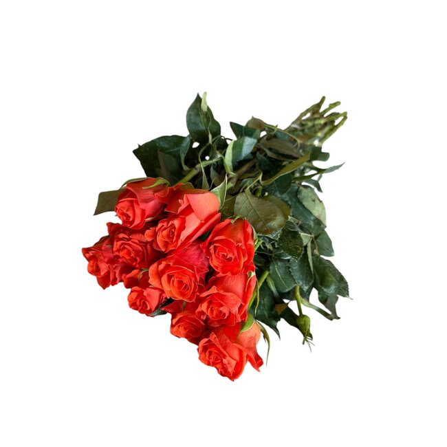 Fresh orange roses "Patz Orange" | ↕ 60 cm | Ø 5.5 cm per rose | Per 10 roses