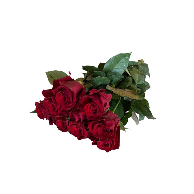 Frische rote Rosen "Explorer Deep Red" | ↕  60cm | Ø 5.5 pro Rose | Pro 10 Rosen bestellbar