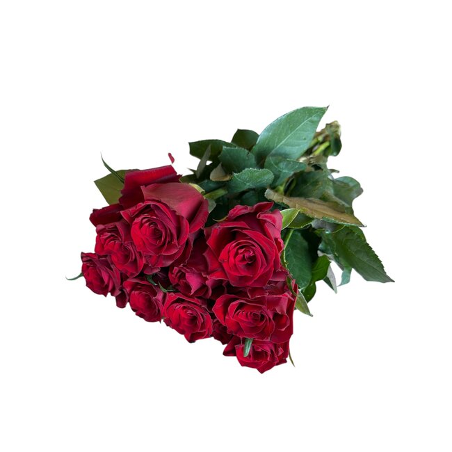 Frische rote Rosen "Explorer Deep Red" | ↕  60cm | Ø 5.5 pro Rose | Pro 10 Rosen bestellbar