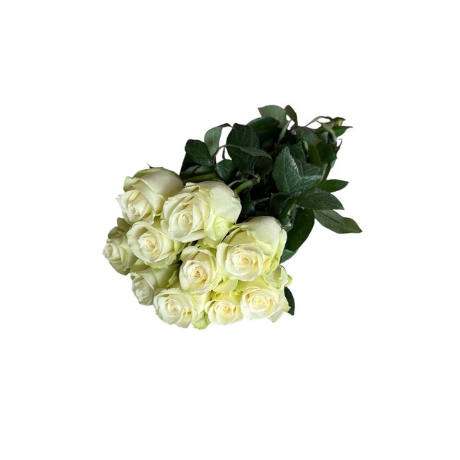 Frische weiße Rosen "Snow Storm White" | ↕ 60 cm | Ø 5.5 cm per Rose | Per 10 Rosen bestellbar