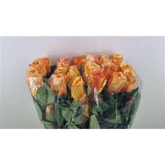 Freshy Roos Capriccio Ll