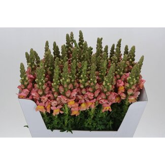 Freshy Antirrhinum Toulon Apricot