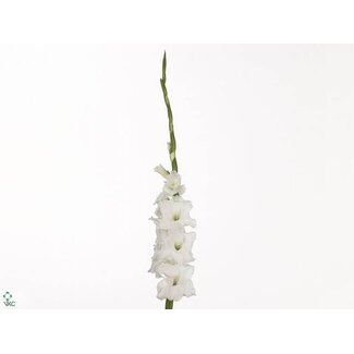 Freshy Gladiolus groot Essential