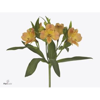 Freshy Alstroemeria Aurora