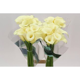 Freshy Zantedeschia Snowstar