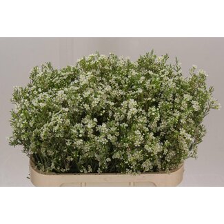Freshy Chamelaucium Denmark Pearl