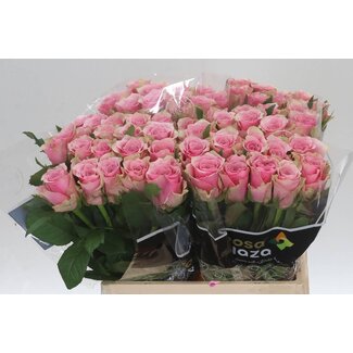 Freshy Rosa Athena Royale