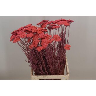 Freshy Achillea Gedroogd x40 Pink Frosted