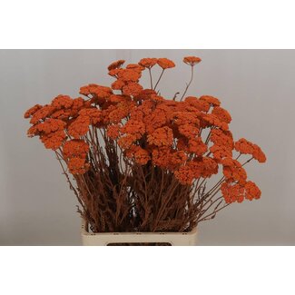 Freshy Achillea Gedroogd x40 Salmon