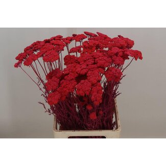 Freshy Achillea Gedroogd X50 Cerise