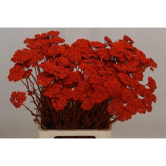 Freshy Achillea Gedroogd X50 Orange