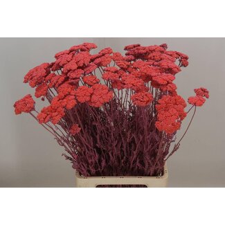 Freshy Achillea Gedroogd X50 Pink Frosted