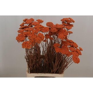 Freshy Achillea Gedroogd X50 Salmon