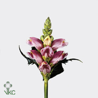 Freshy Chelone Obliqua Bio
