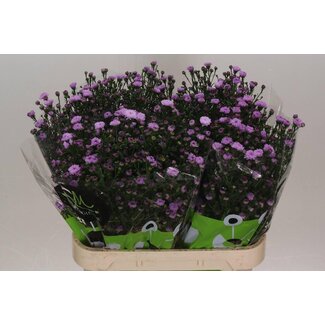 Freshy Aster Double Da Pink