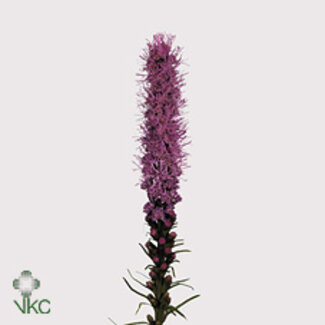 Freshy Liatris Spicata
