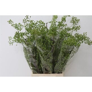 Freshy Rozenbottel Corallo Green 50cm