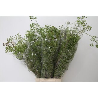Freshy Rozenbottel Corallo Green 60cm