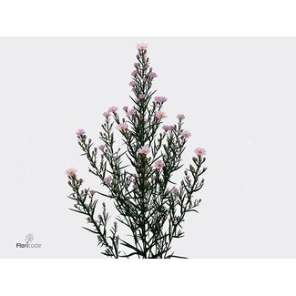 Freshy Aster Claudia