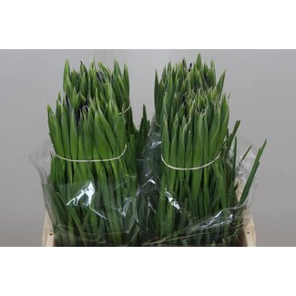 Freshy Iris Hong Kong