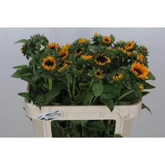 Freshy Helianthus Sonja Bio
