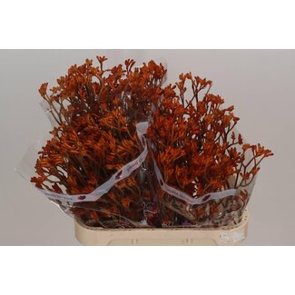 Freshy Anigozanthos Overig Oranje