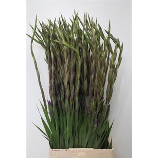 Freshy Gladiolus groot Milka
