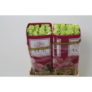 Freshy R Eq Green Romance
