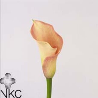 Freshy Zantedeschia Capt Rosette
