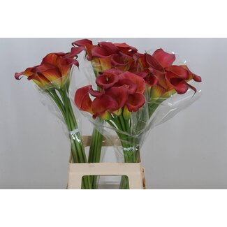 Freshy Zantedeschia Bloody Mary