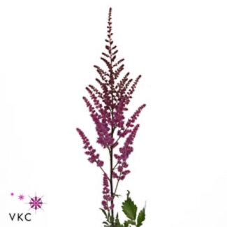 Freshy Astilbe Maggie Daley