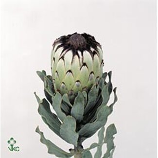 Freshy Protea Mag Niobe