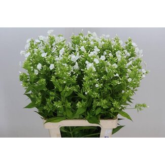 Freshy Phlox P David