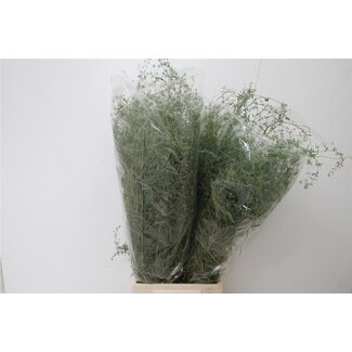 Freshy Thymus Falso 200gr (p. bos)
