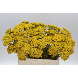 Freshy Achillea F Park Variety