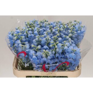 Freshy Delphinium En Ballkleid