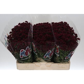 Freshy Chrysant santini Mad Tyolo Purple