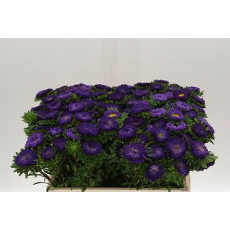 Freshy Callistephus Matsumoto Donker Blauw