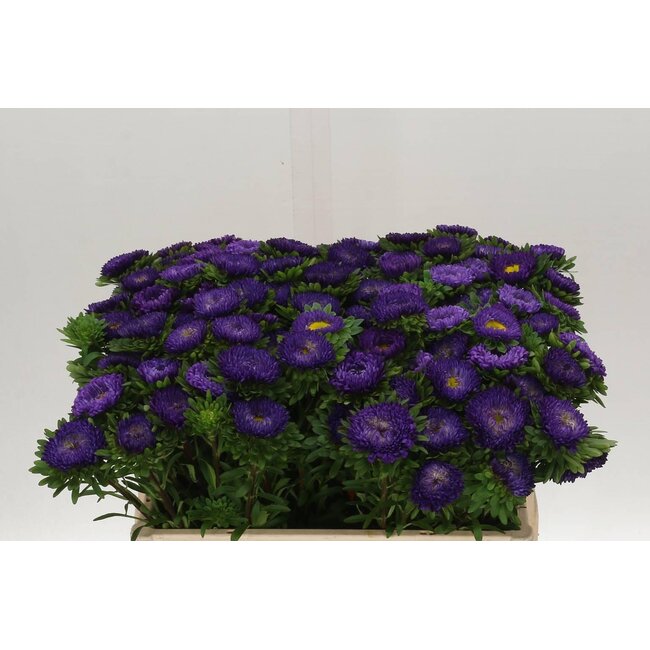 Callistephus Matsumoto Donker Blauw