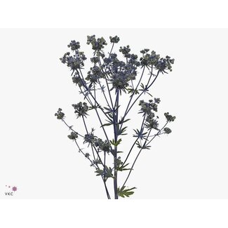 Freshy Eryngium Pl Mag Symphony