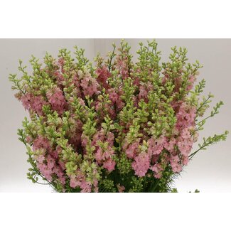 Freshy Consolida R Q Light Pink