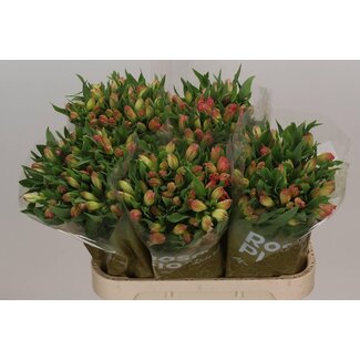 Freshy Alstroemeria True Dream Import