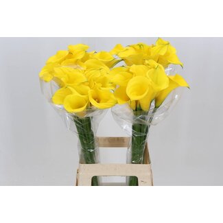 Freshy Zantedeschia Gold Medal