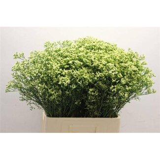 Freshy Limonium Sin Sensy Geel