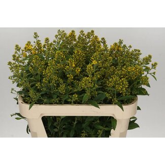 Freshy Lysimachia Vulgaris